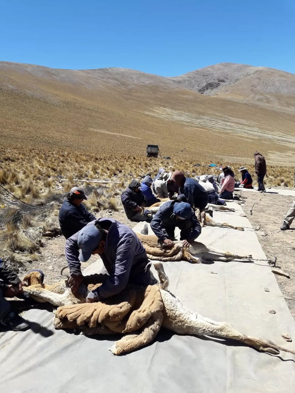 Año tras año las Comunidades Andinas Manejadoras de Vicuña incrementan las esquilas sustentables, con excelentes resultados.