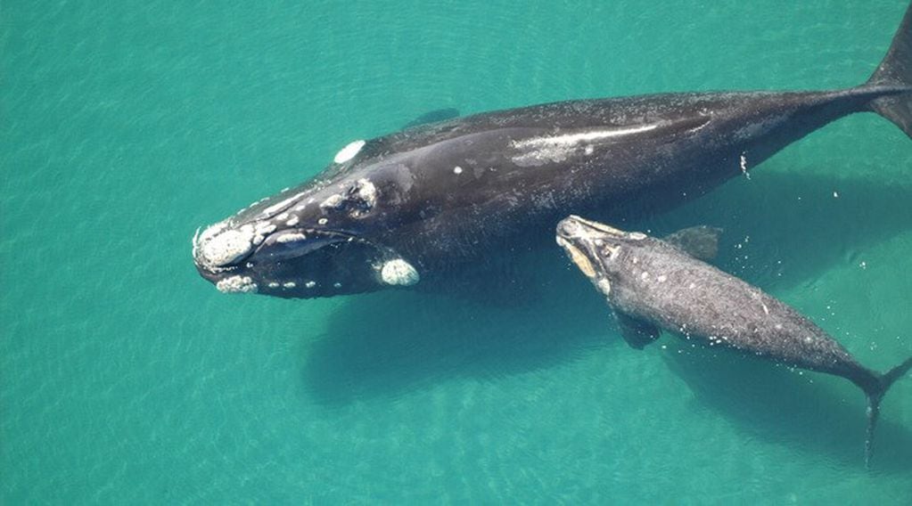 Christiansen afirmó que “en un escenario de cambios que afectan la disponibilidad de alimento en los océanos, estas estimaciones pueden ser centrales para la conservación de las ballenas, que dependen de sus reservas de grasa para sobrevivir”.