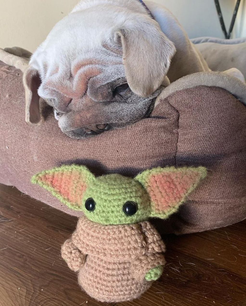 En Instagram, se volvió famoso un perro que tiene una insólita particularidad: se parece al meme viral del bebé Yoda.