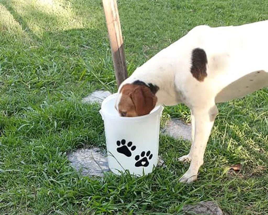 Agua para perros callejeros - Villa Fontana