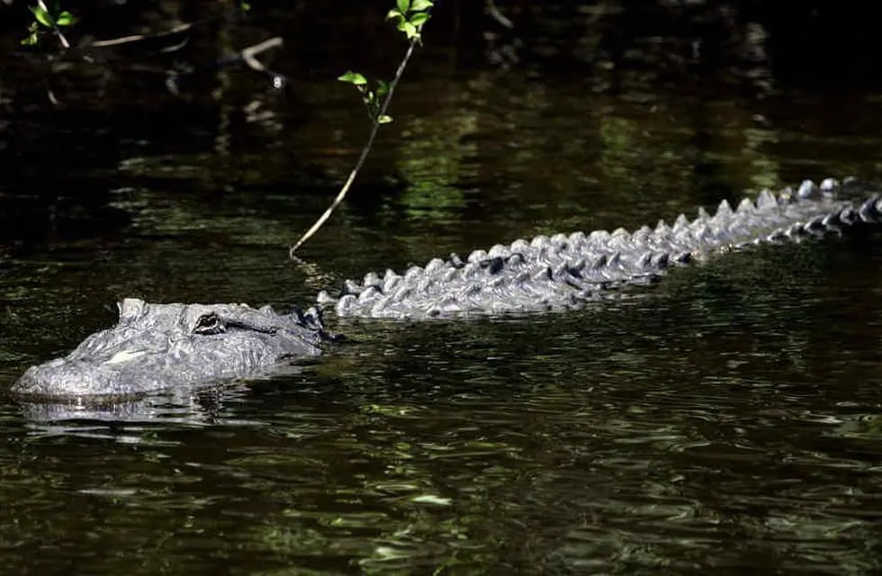 Mientras pescaba bajo el agua, un cocodrilo lo agarró de la cabeza, pero  pudo salvarse