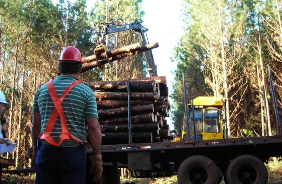 Imagen ilustrativa. Industria forestal.