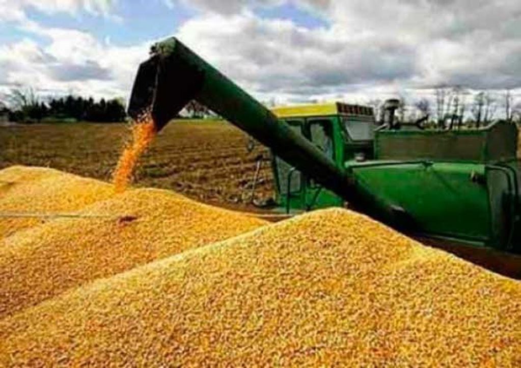 Estiman un aumento en la producción de maíz