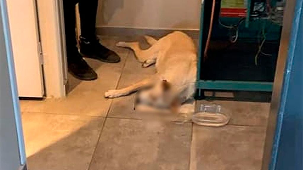La imagen del perro muerto causó indignación en Río Cuarto.