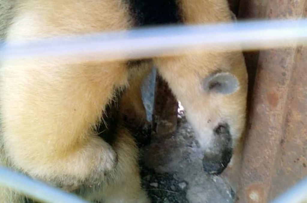 El oso melero fue liberado en la reserva del Cerro Colorado en Córdoba.
