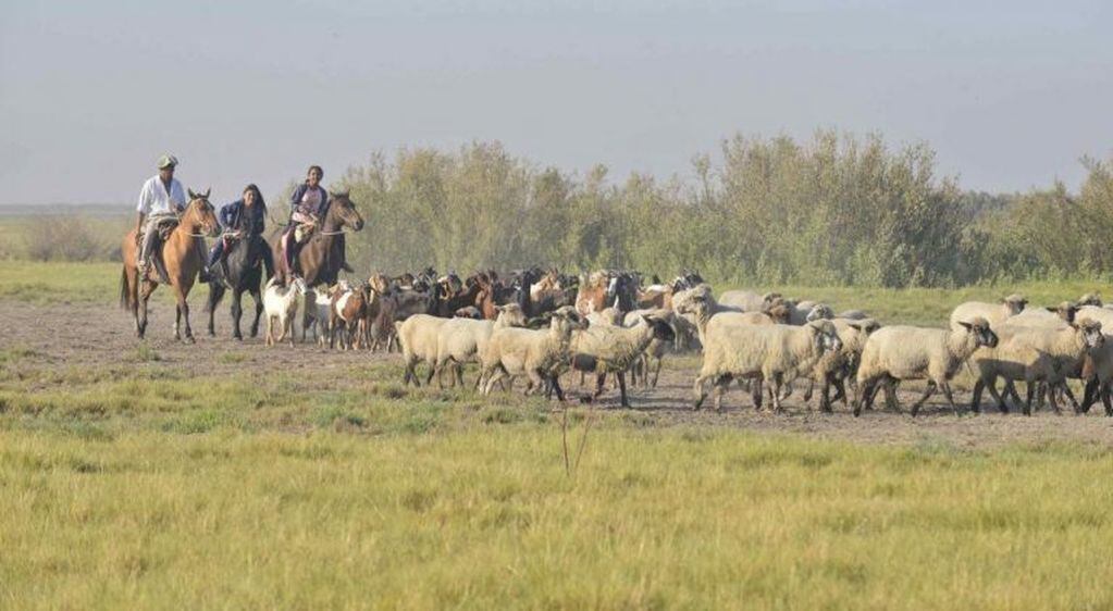 Cría de ovejas y cabras en La Rinconada. (La Voz)