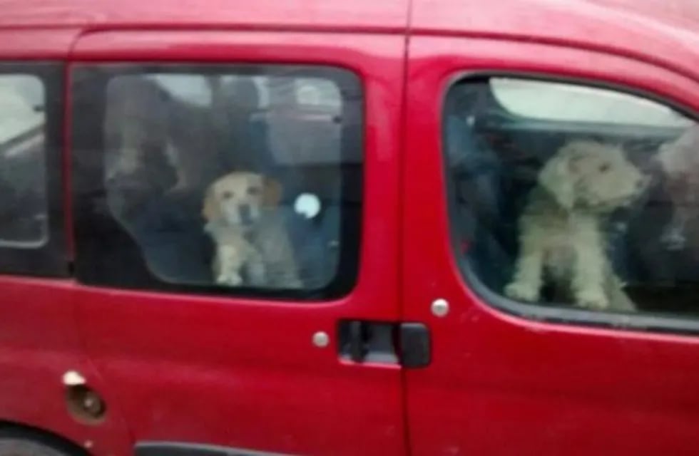Perros encerrados en un auto en Villa Carlos Paz.