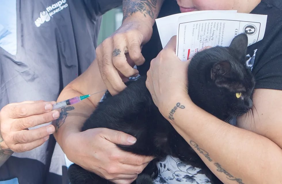 Operativo gratuito de vacunación para mascotas en Maipú.