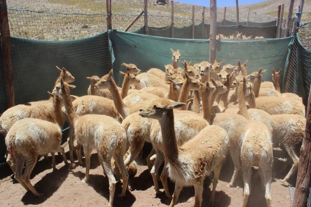 Las vicuñas se mantienen en silvestría y son capturadas temporariamente para su esquila.