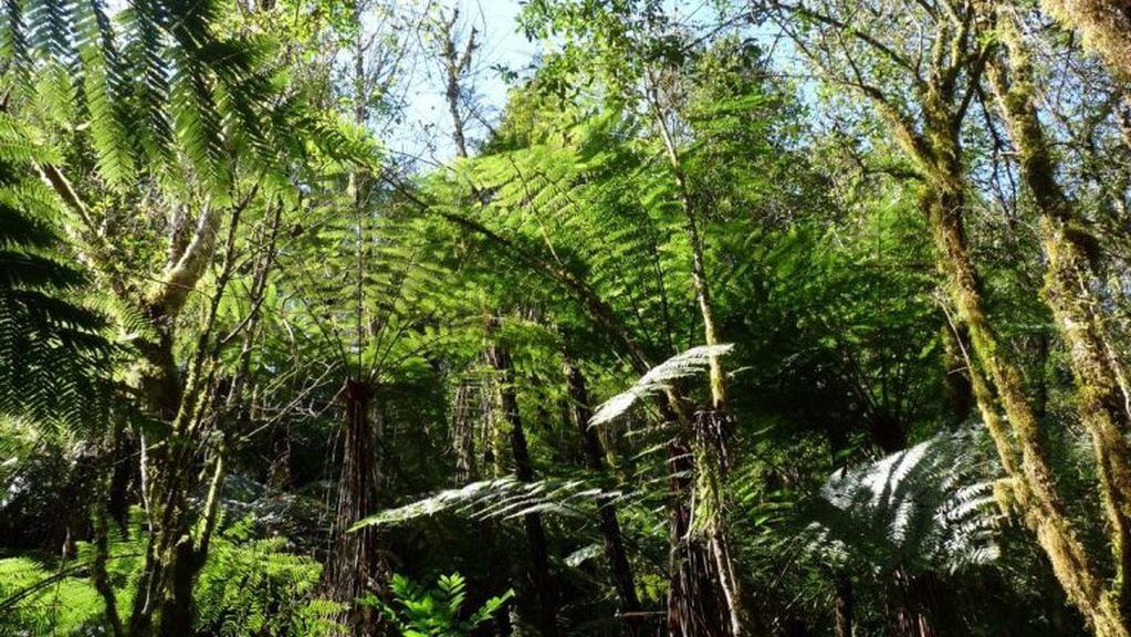 Helechos gigantes en el Parque Nacional Baritú.