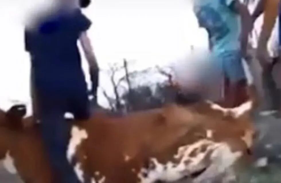 Maltratan a una vaca en San Javier
