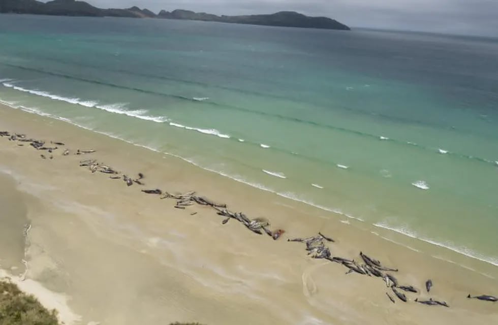 Hallaron 145 ballenas muertas en una playa de Nueva Zelanda. (EFE)