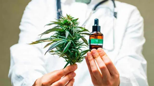 Autorizan el cultivo de cannabis medicinal en Misiones