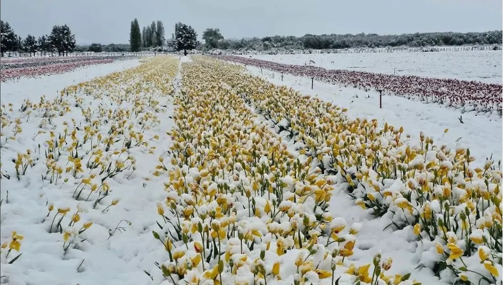 Tulipanes en Trevelin se llenaron de nieve.