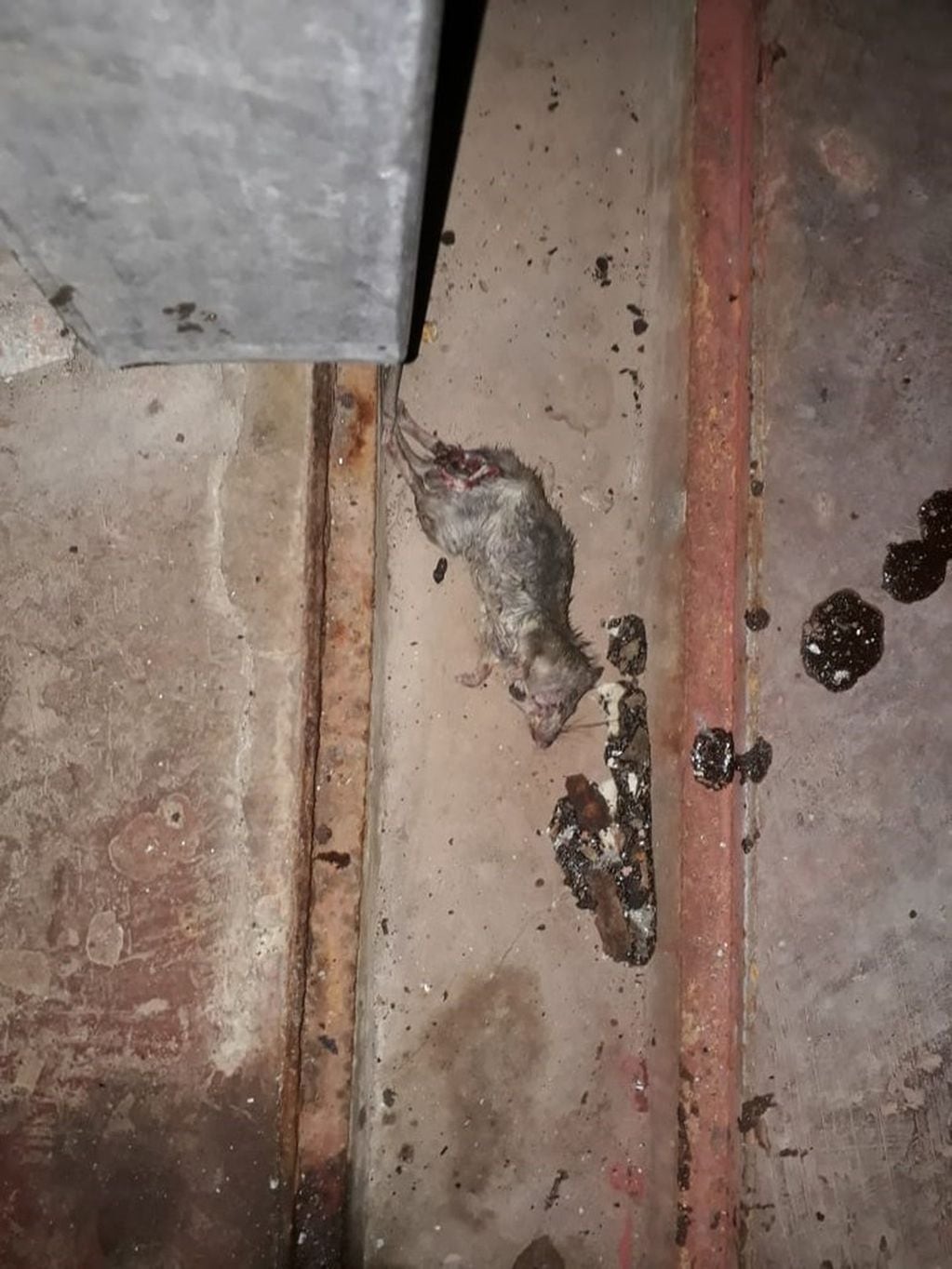 Carne podrida, ratas e insectos en un frigorífico en el barrio porteño de Flores. (Clarín)