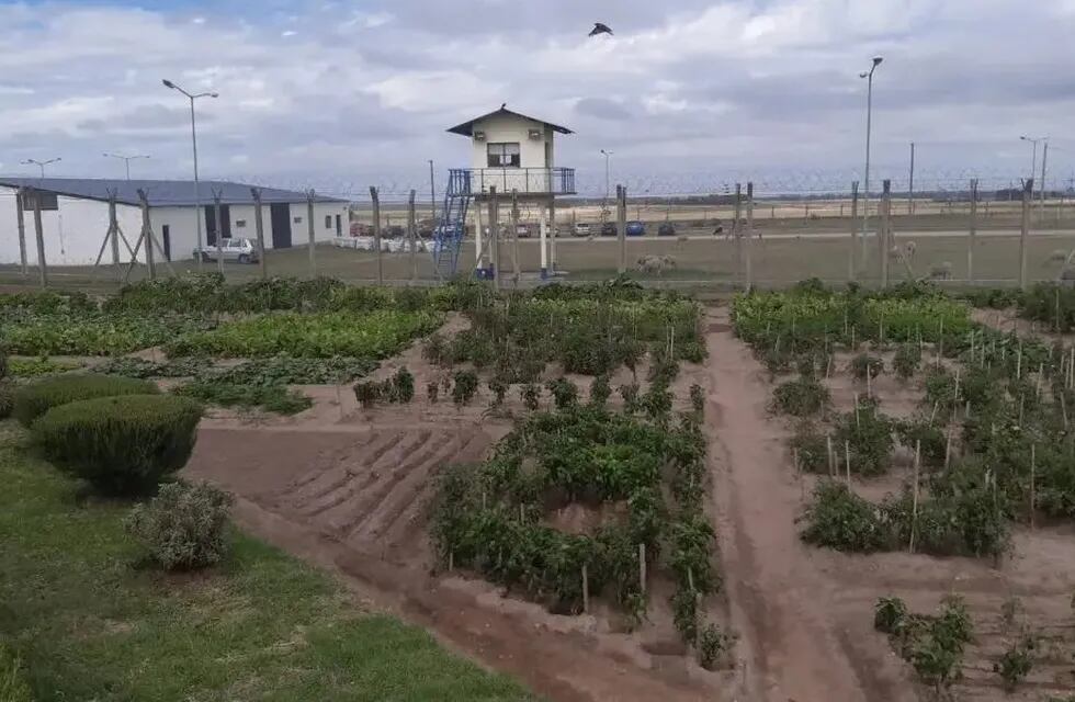 En la cárcel de Saavedra se producen 6 mil kilos de hortalizas por mes