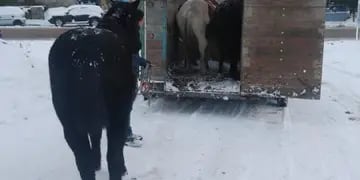 rescate de equinos