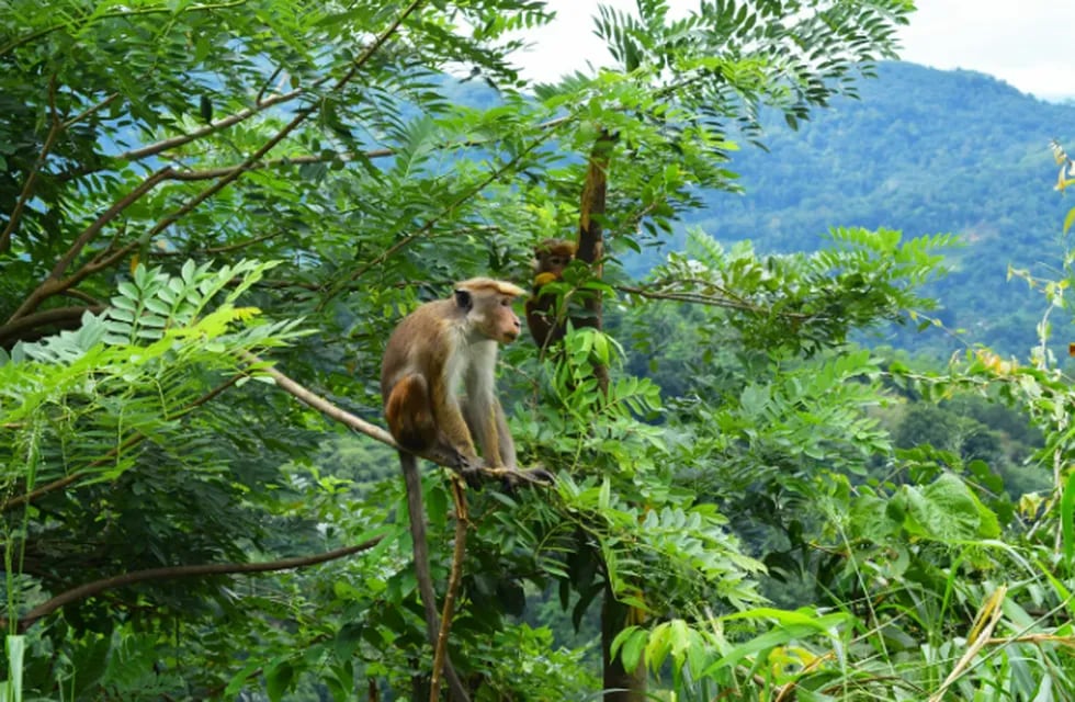La raza de mono que Sri Lanka le venderá a una empresa de China.