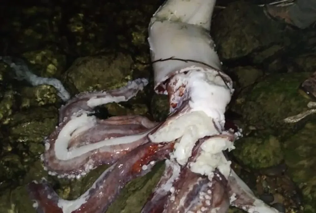 Según los estibadores, con los tentáculos intactos, el calamar mediría más de cinco metros de largo.