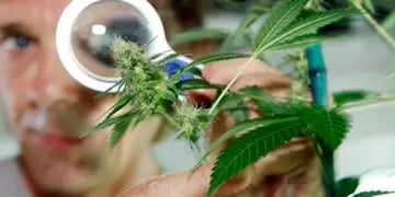 Se realizarán en Jujuy estudios científicos, medicinales y terapéuticos de la marihuana.  Archivo