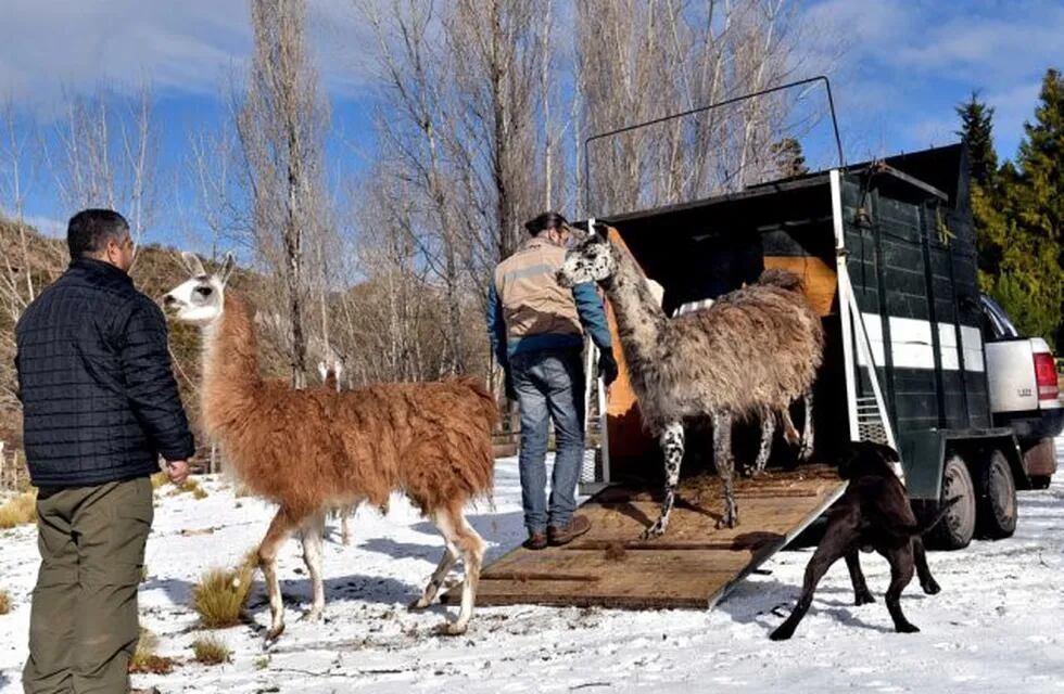 Adopción de animales del ex Zoológico