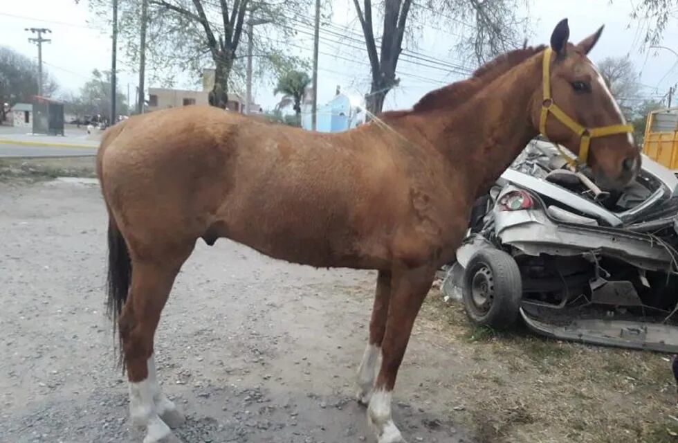 Malagueño: un detenido por el robo de un caballo