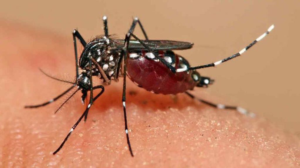 El mosquito Aedes.