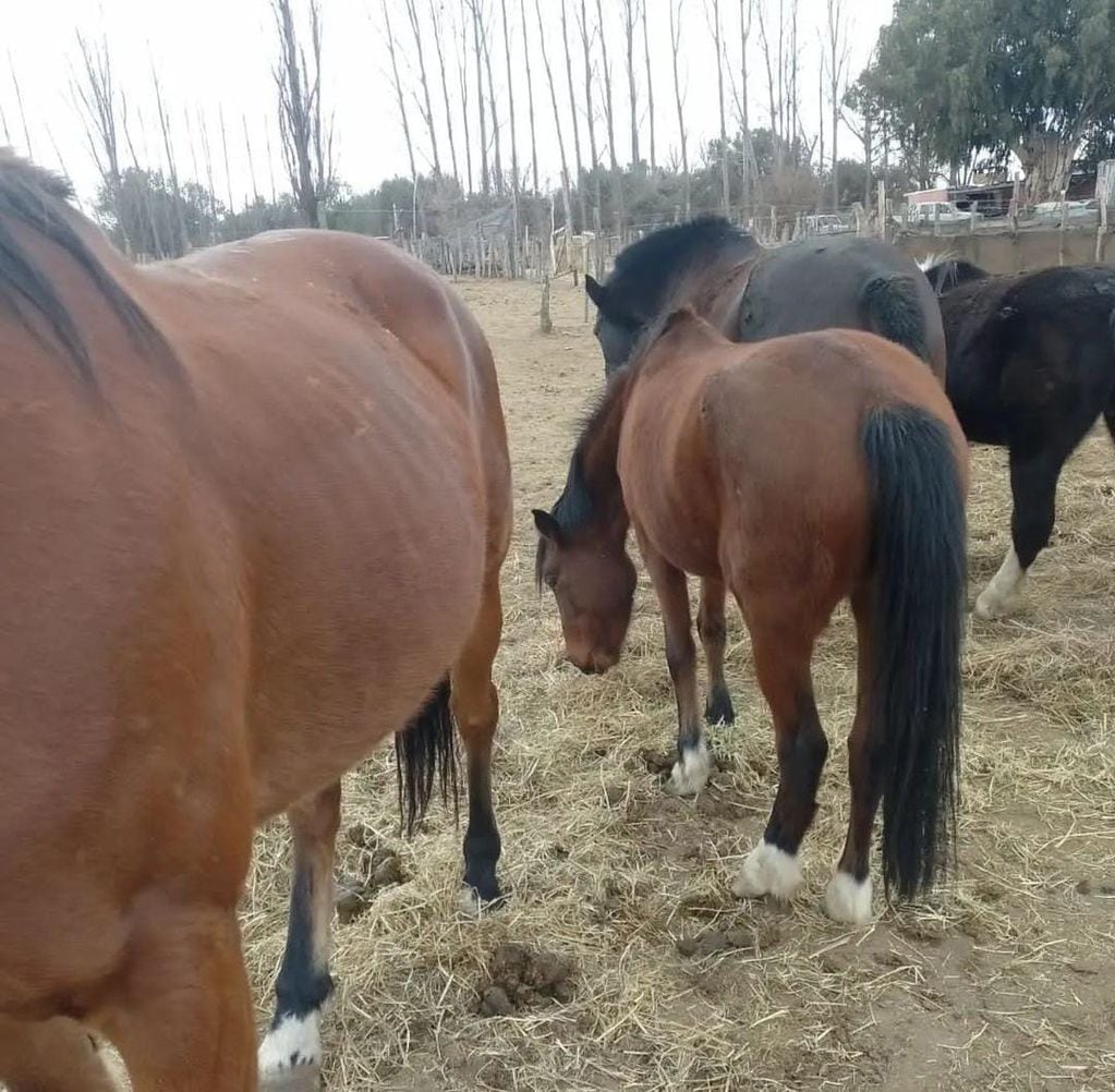 La Asociación Pempa pide donaciones para trasladar a cuatro equinos sobrevivientes de un matadero en San Rafael.