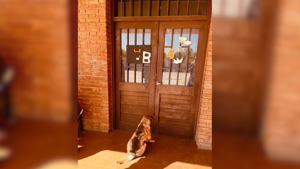 La tierna imagen que dejó las Elecciones en San Juan: mientras una mujer votaba, su mascota la esperó en la puerta