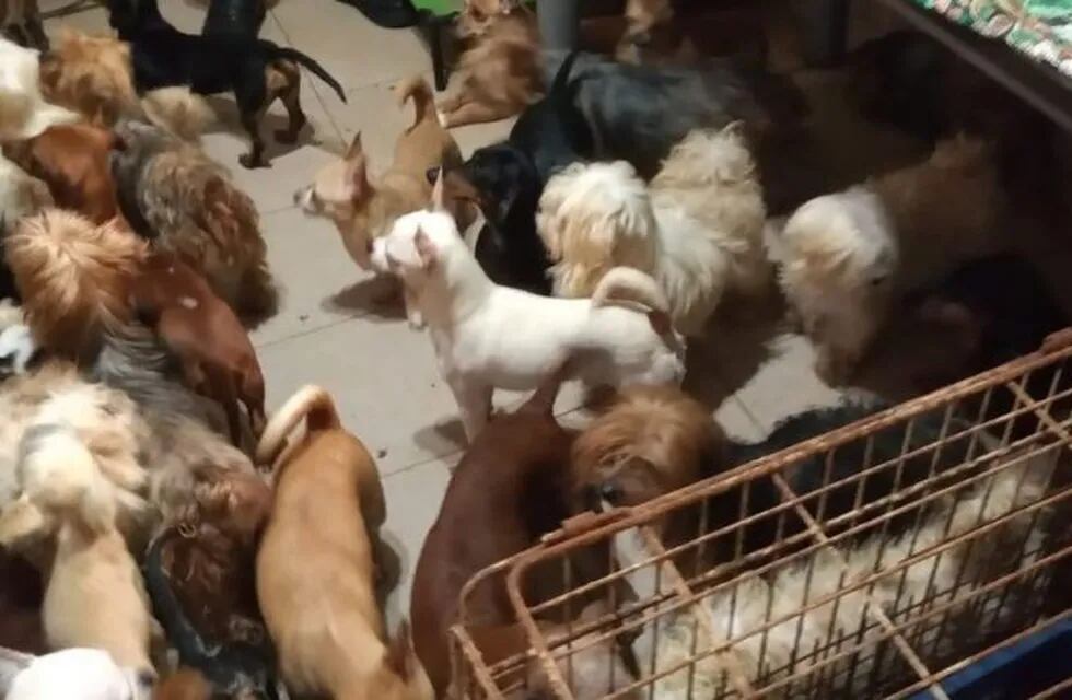 Los animales fueron hallados dentro de una vivienda en Avenida Nuestra Señora del Rosario al 2000. (Imusa)