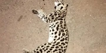 Murió atropellado un gato margay en Puerto Iguazú