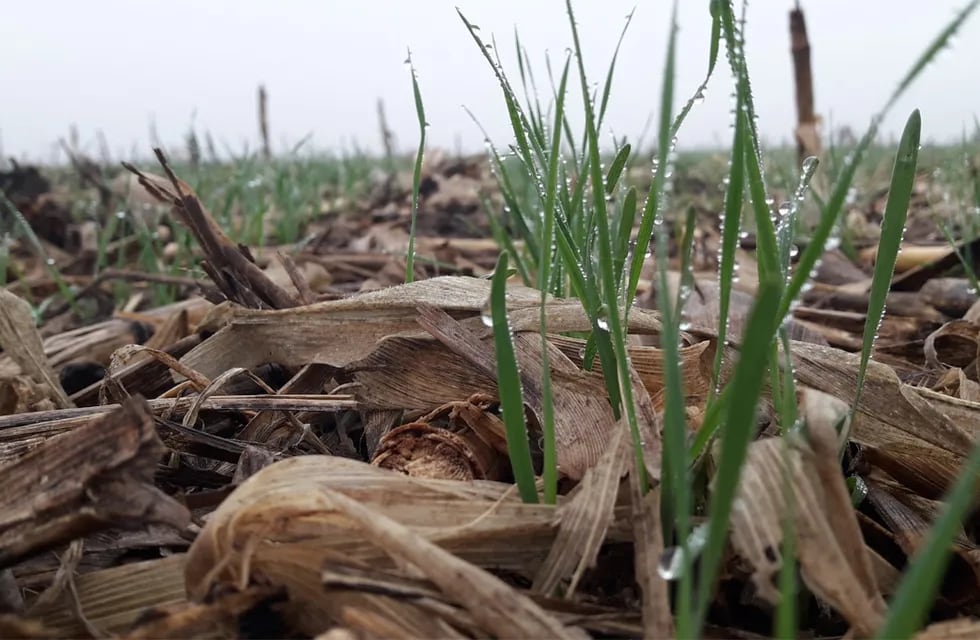 El trigo, ¿una solución para levantar la sequía?