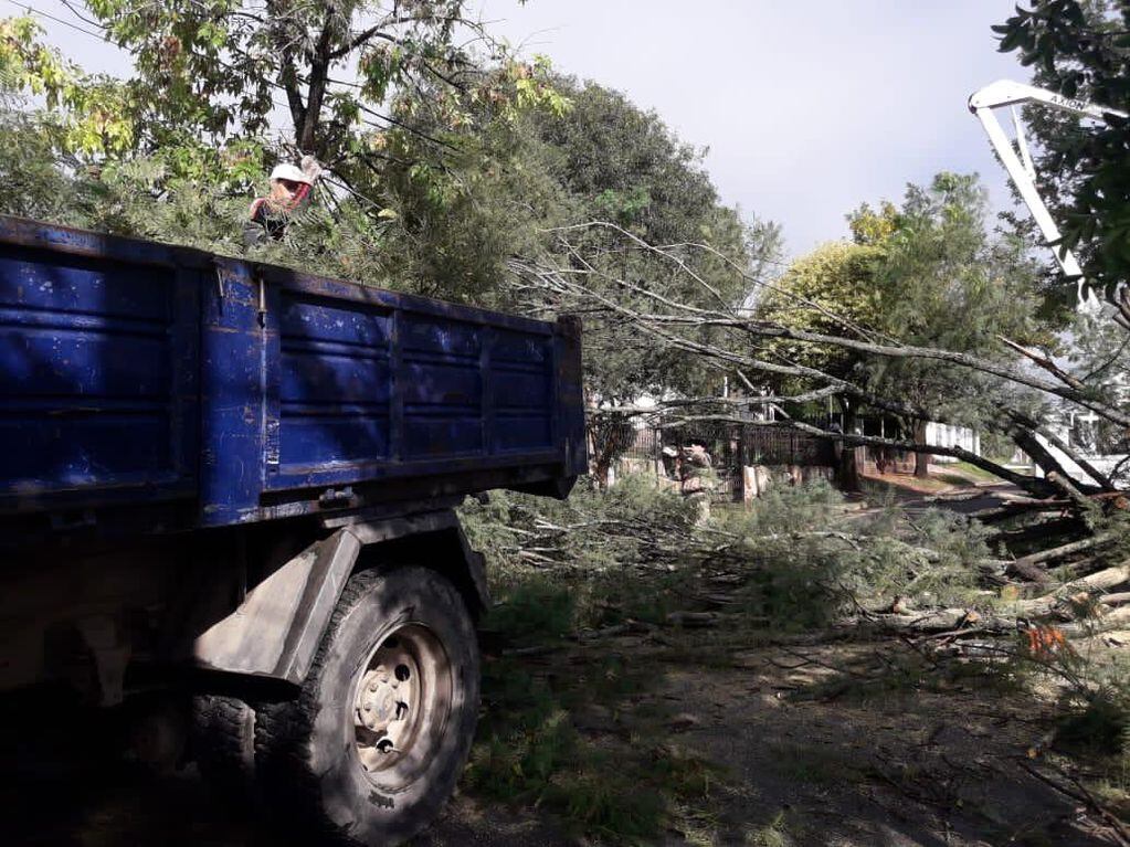 El temporal también dejó árboles y ramas caídas en distintos barrios de la ciudad.