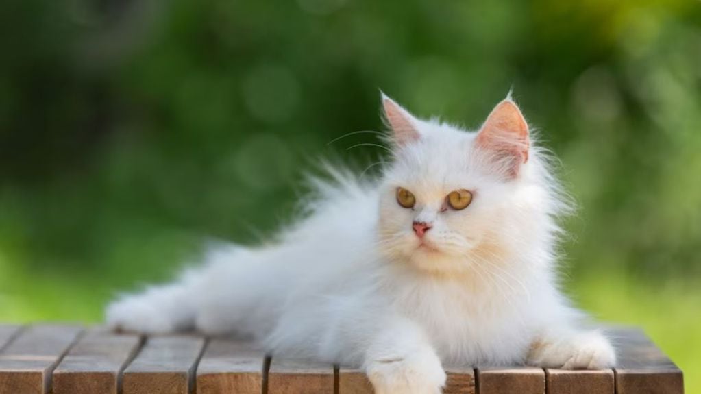 Los gatos blancos tienen su significado.