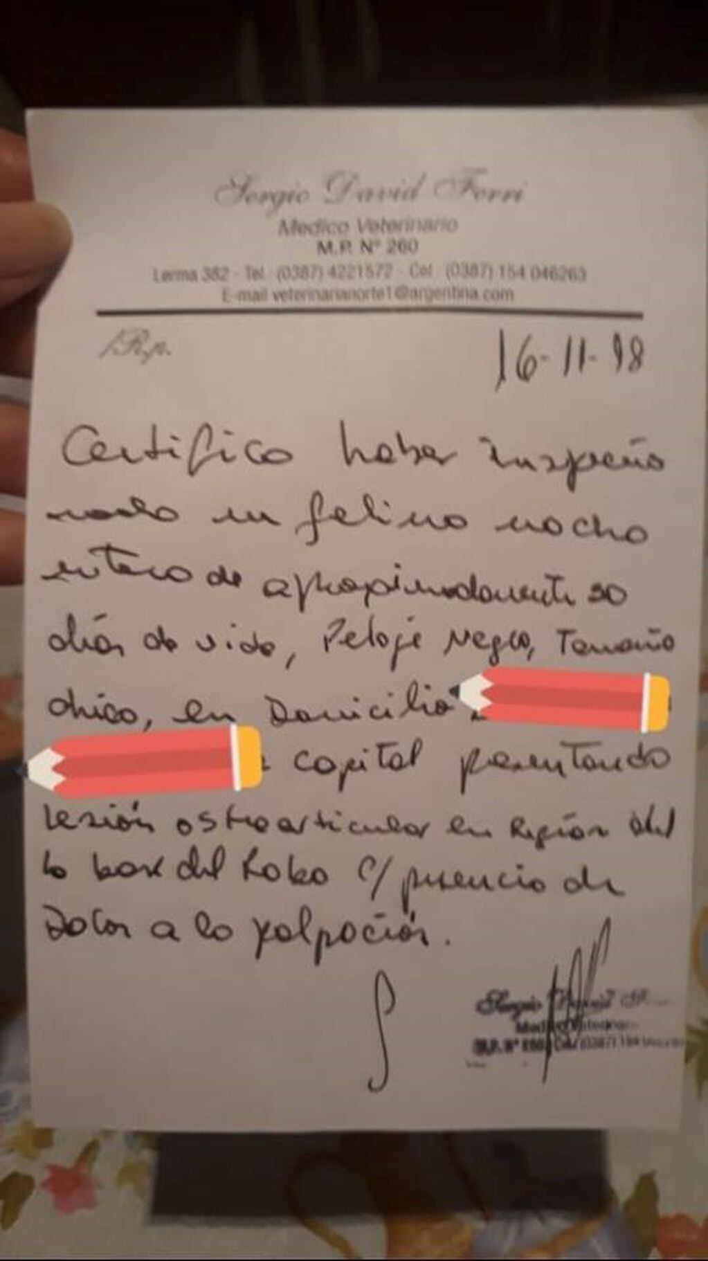 Certificado médico de los gatitos abusados (Facebook Lucas Iñigo)