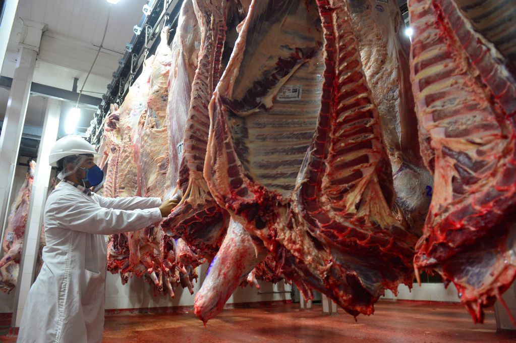 Operarios faenan, despostan y cortan medias reses. media res, faena cámara frigorífica carne de exportación (Foto: Nicolas Bravo)