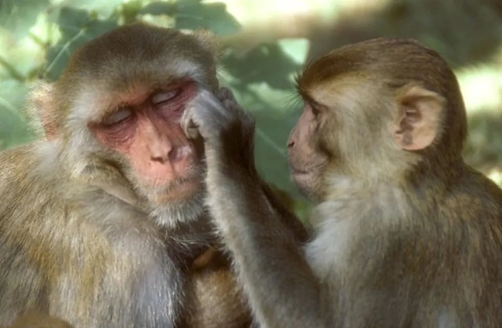 China confirmó la primera muerte por el “virus del mono B”