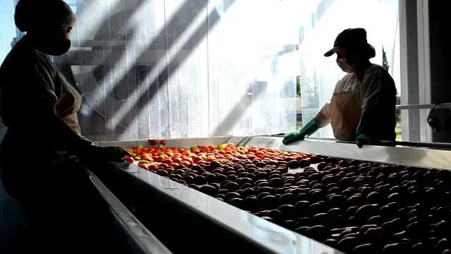 Elaboración de tomate pulpera San Rafael