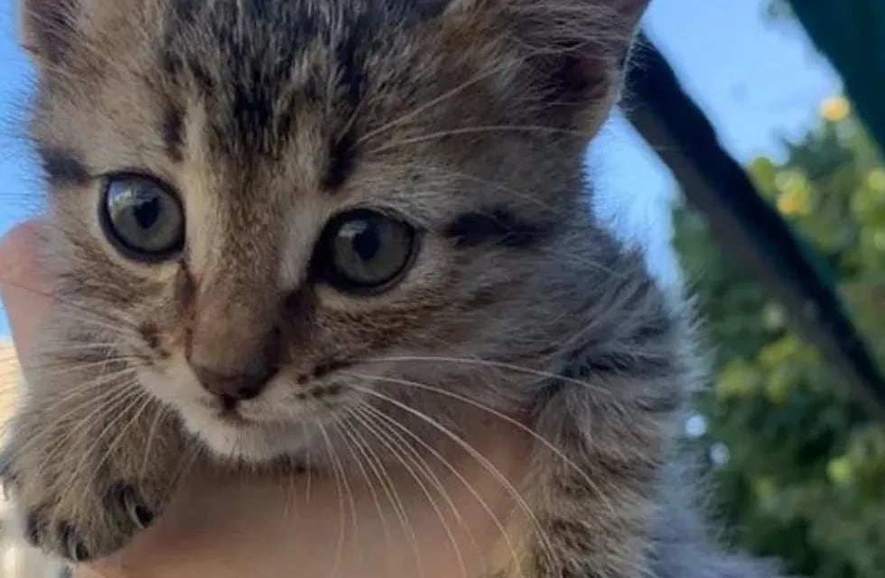 Protectoras de animales de San Juan alertan por una mujer que adoptó varios gatos y desconocen sus fines