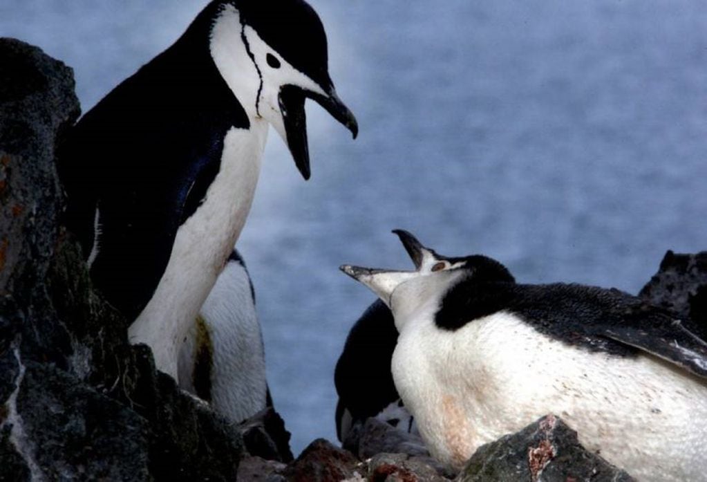 Pingüinos de "barbijo" o "barbudos".