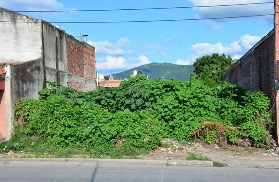 El municipio de Pueblo Belgrano intimará a vecinos para desmalezar terrenos baldíos. Foto: web