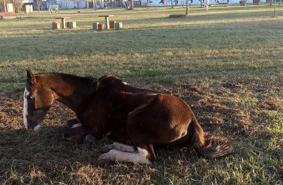Un caballo agonizó cinco días en una plaza y murió