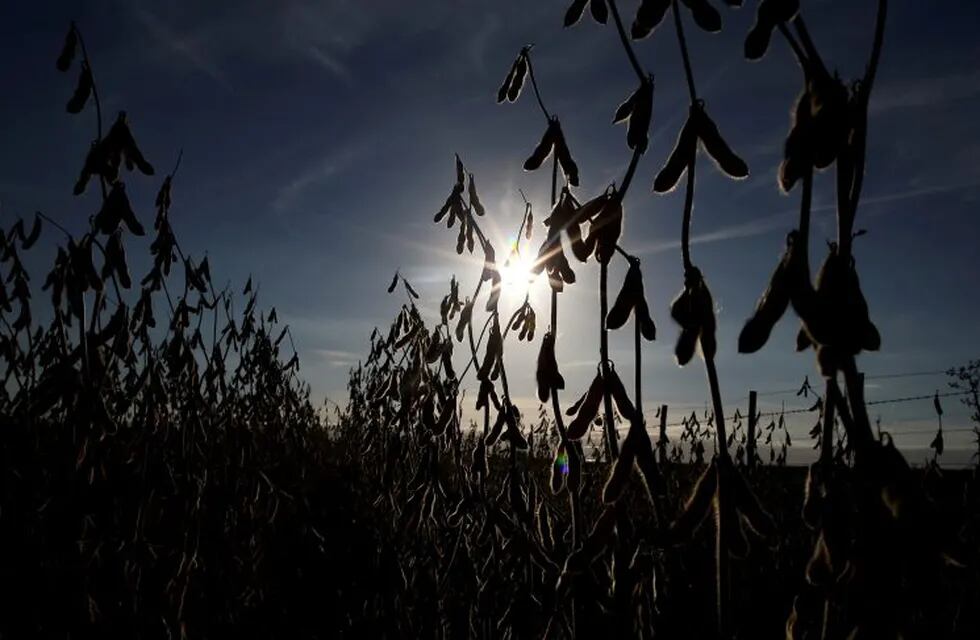 FILE PHOTO: Soy plants are seen at a farm in Carlos Casares, Argentina, April 16, 2018. Picture taken April 16, 2018. REUTERS/Agustin Marcarian/File Photo