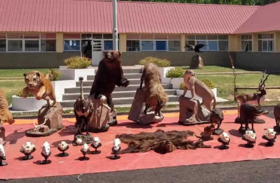 Parte de los animales embalsamados secuestrados en Uspallata, todos como trofeos de caza. Gentileza Gobierno de Mendoza