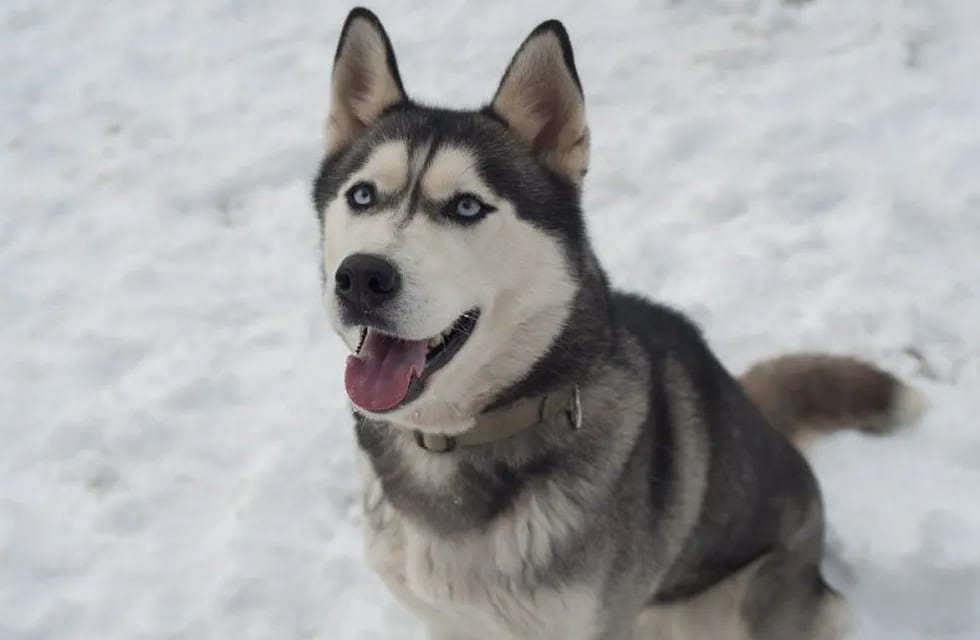 Loki, el perro ciberiano que se volvió viral.