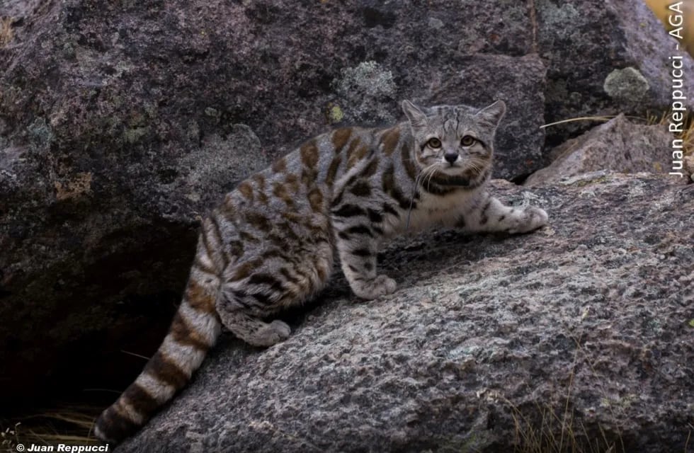 El gato andino (leopardus jacobita) es el felino con mayor grado de extinción en Latinoamérica. En Jujuy existen algunos ejemplares aún.