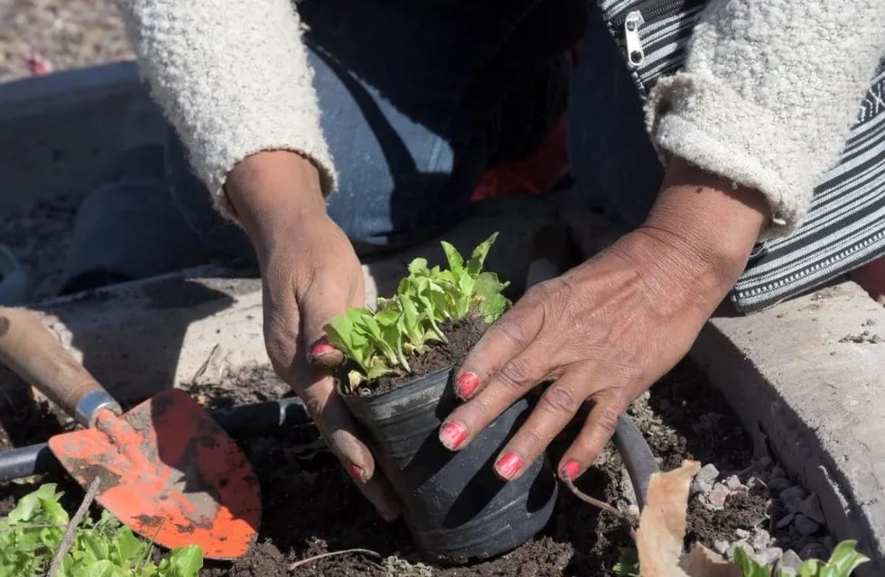 La Municipalidad de la Ciudad de Mendoza entregará semillas correspondientes a la temporada otoño invierno a los vecinos que se inscribieron en el programa Huerta en Casa. Gentileza MCM