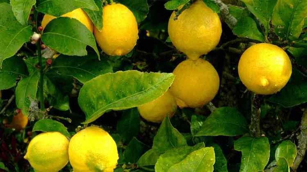 El limón tiene vitamina C (Archivo)