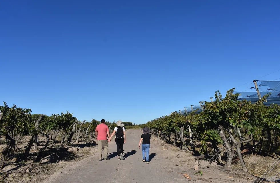 La Nación subsidió un proyecto de la Asociación Vitivinícola de Mendoza destinado a relevar a los productores vitícolas con problemas dominiales en sus terrenos. Gentileza