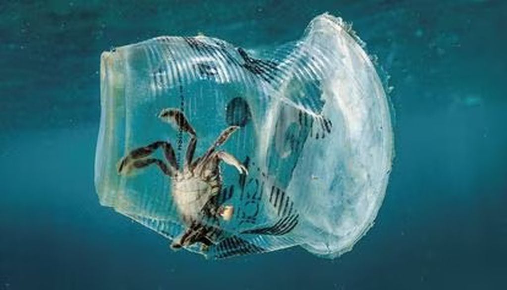 La inteligencia artificial podría terminaron con el plástico en los océanos